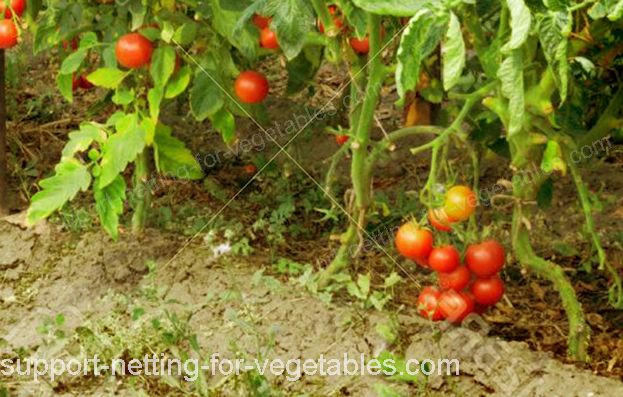 tomatos with plastic netting for vegetables