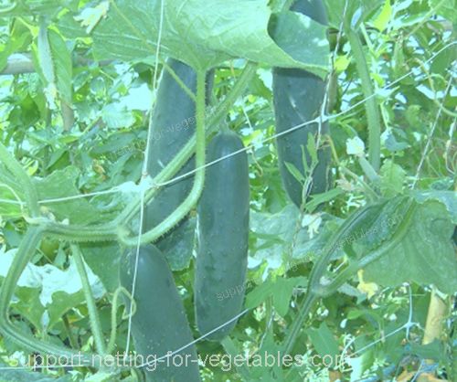 Cucumbers can be benefited by plastic support netting